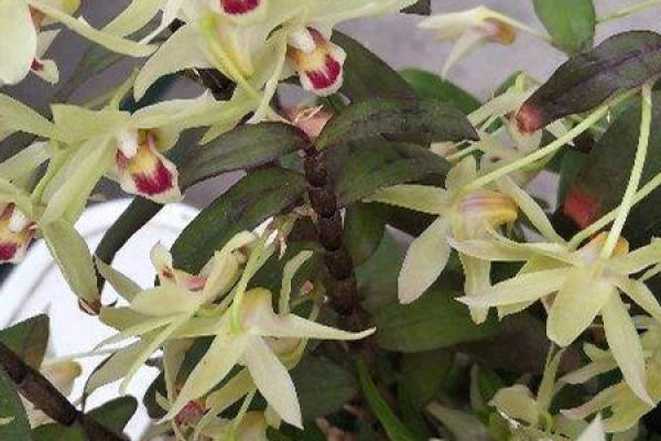 Dendrobium candidum