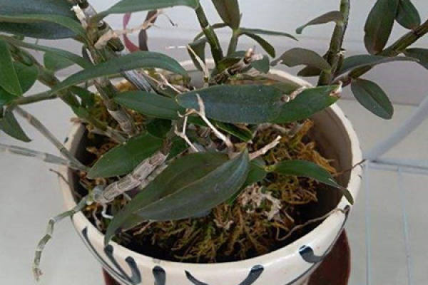 Dendrobium candidum