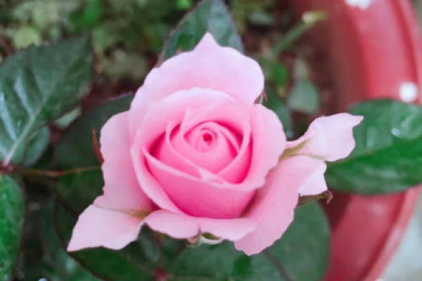 Roses