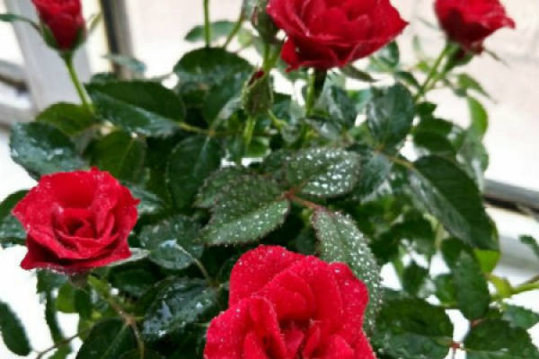 Roses