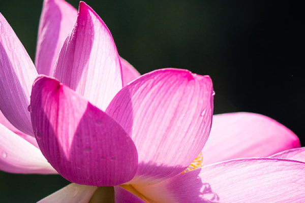 Lotus