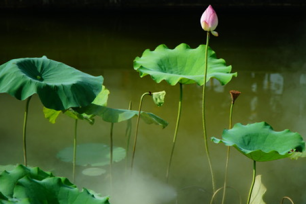Lotus