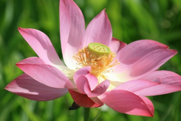 Lotus Lotus