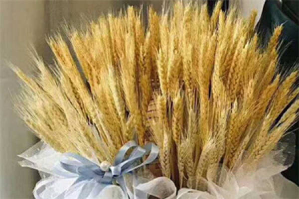 Barley
