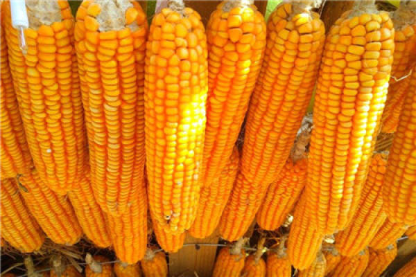 Maize