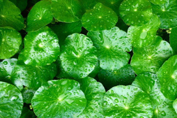Herba Lysimachiae