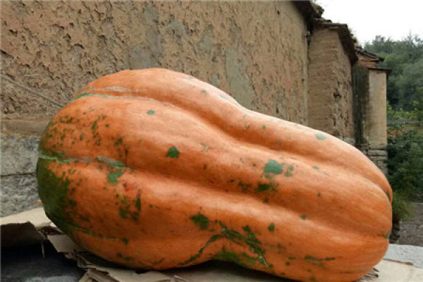 Pumpkin