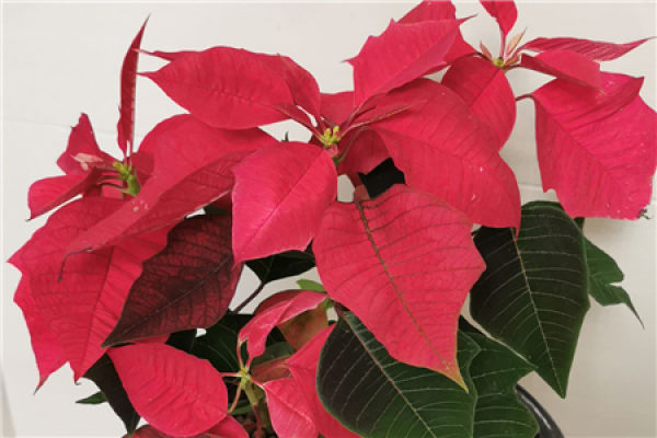 Mimosa pudica Mimosa pudica