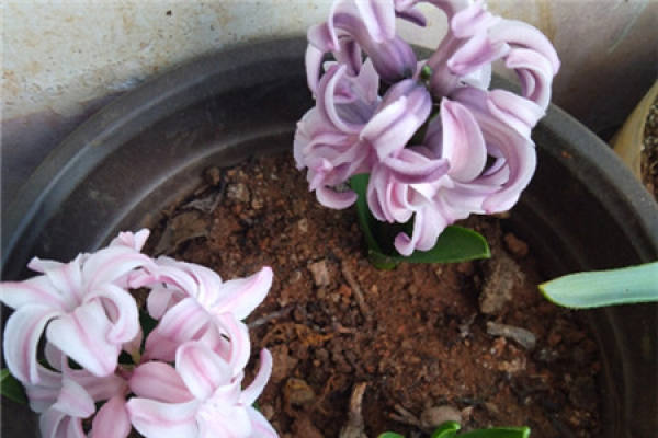 Hyacinth