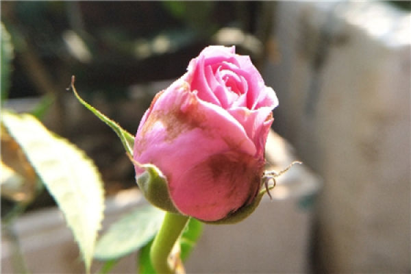 Chinese rose