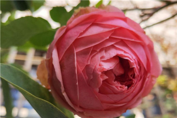 Chinese rose