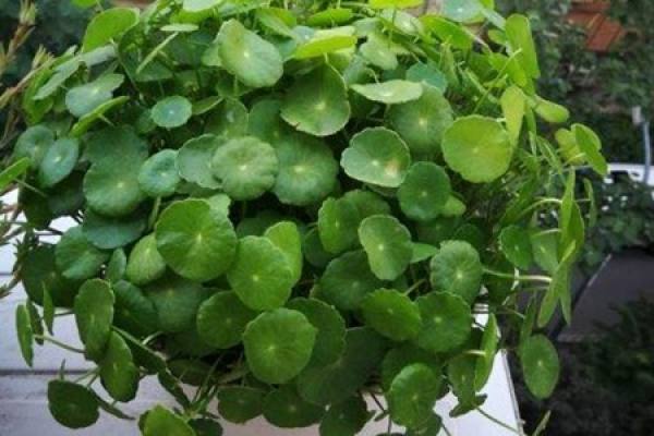 Herba Lysimachiae