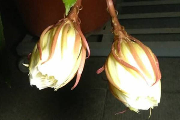 Epiphyllum
