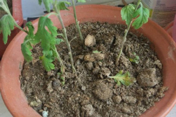 Pot soil
