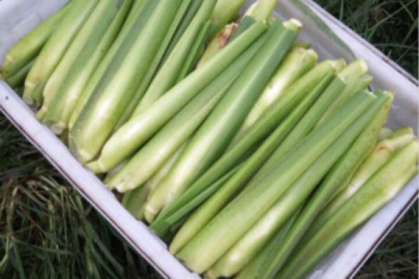 Cane shoots