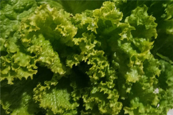 Cruciferae Cruciferae