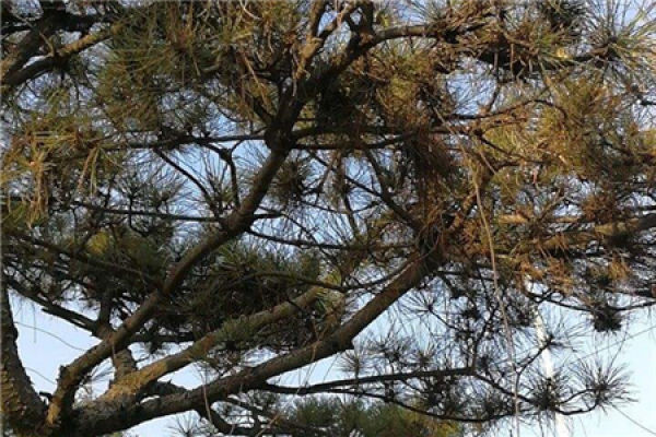 Pine tree