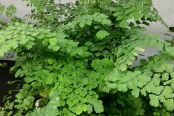 Maidenhair fern