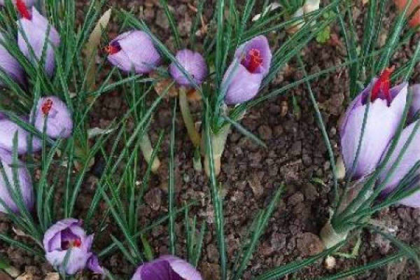 Crocus sativus Crocus sativus