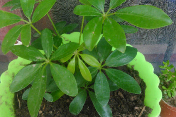 Schefflera japonica