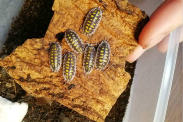 Armadillidium