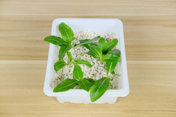 Perlite
