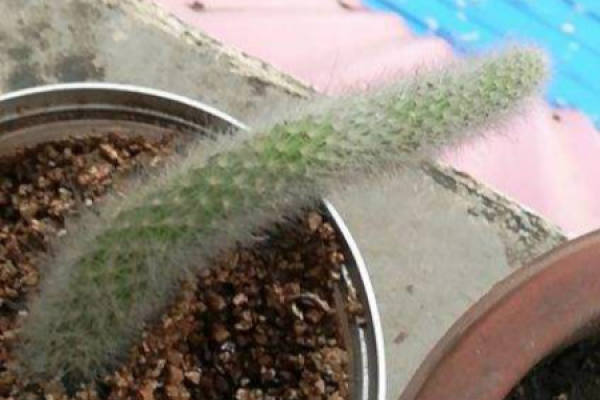 Monkey tail column