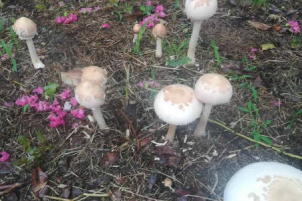 Mushroom