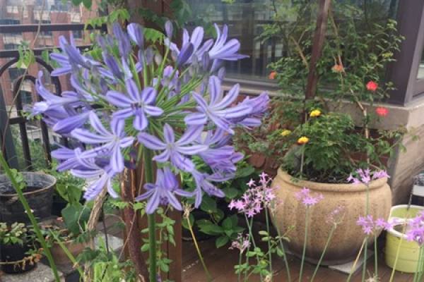 Agapanthus