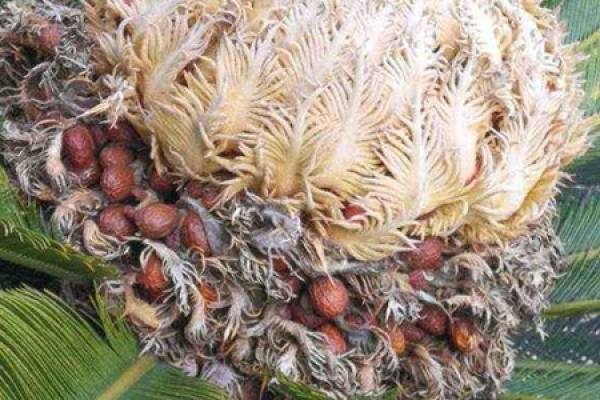 Cycas