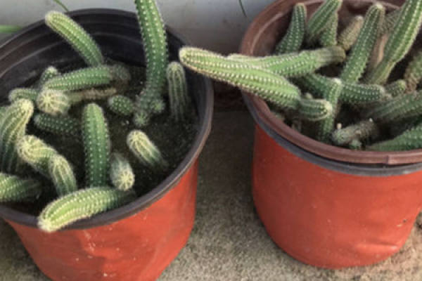 Cactus finger