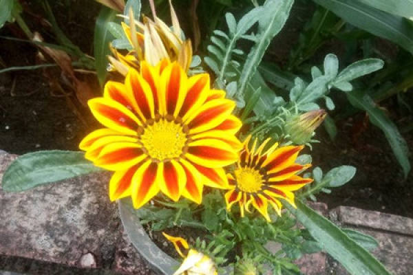 Chrysanthemum