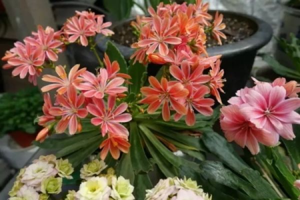 Dew Flower