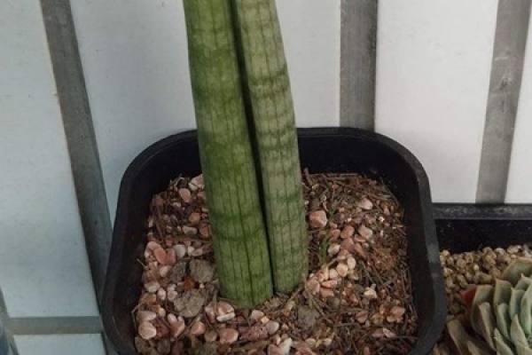 Sansevieria clavata