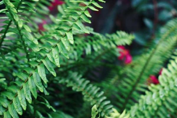 Boston fern