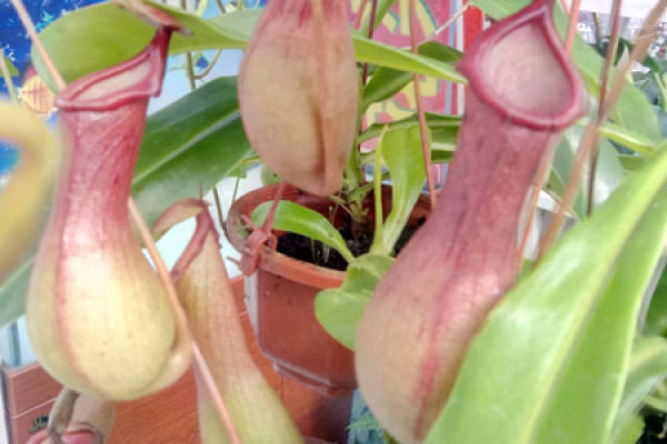 Nepenthes