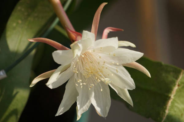 Epiphyllum