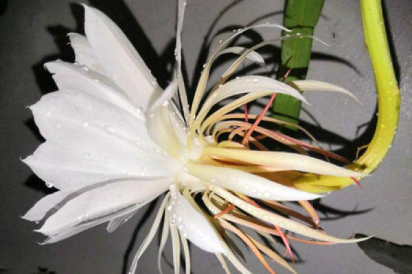 Epiphyllum