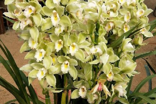 Cymbidium hybridum