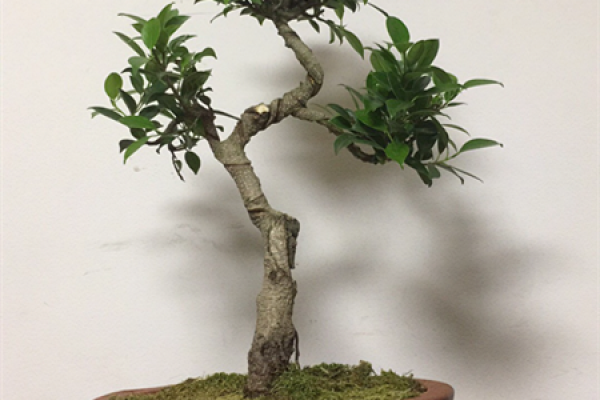 Banyan