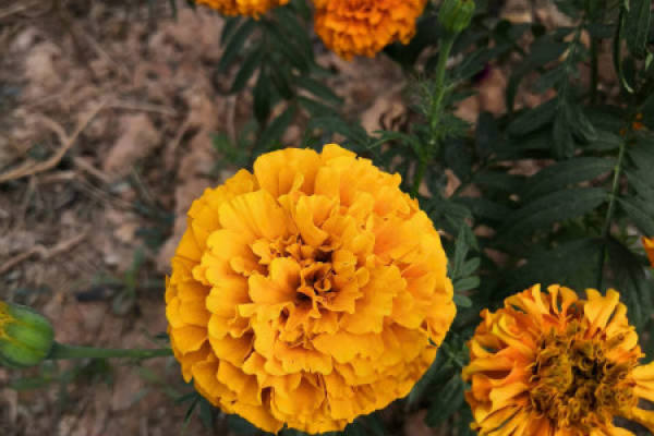 Marigold Marigold