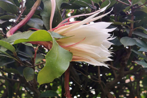 Epiphyllum Epiphyllum