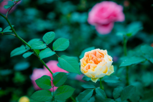 Rattan Rose