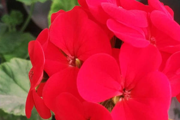 Geranium