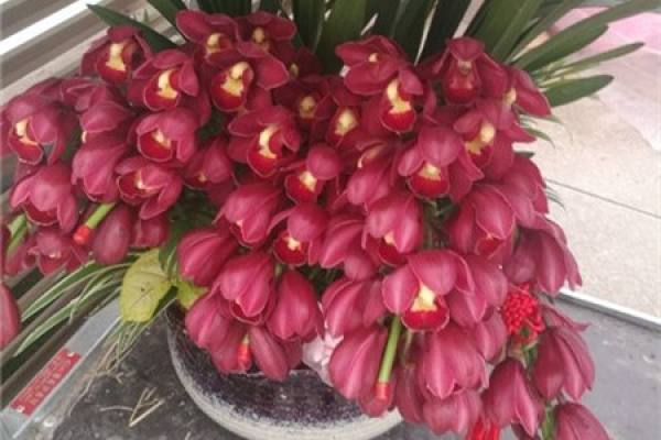 Cymbidium hybridum
