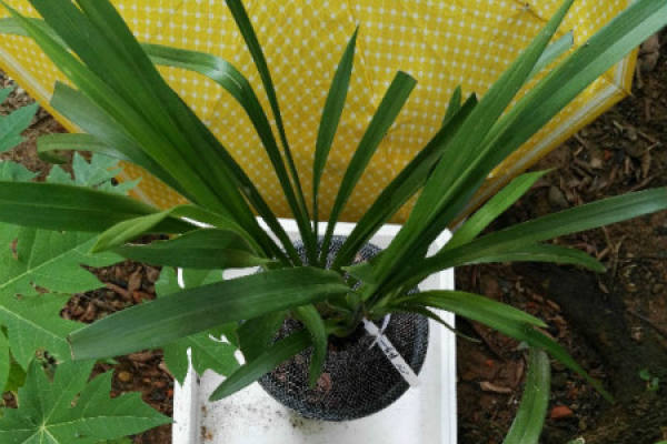 Cymbidium