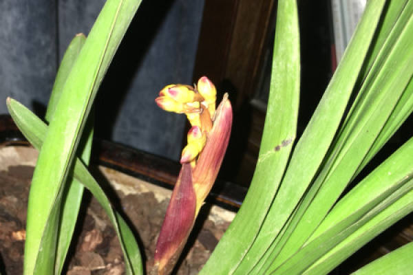 Cymbidium hybridum