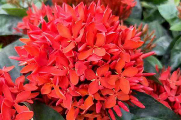 Ixora chinensis