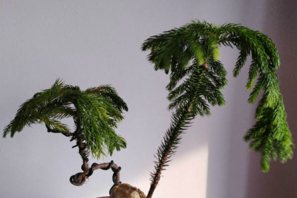 Araucaria