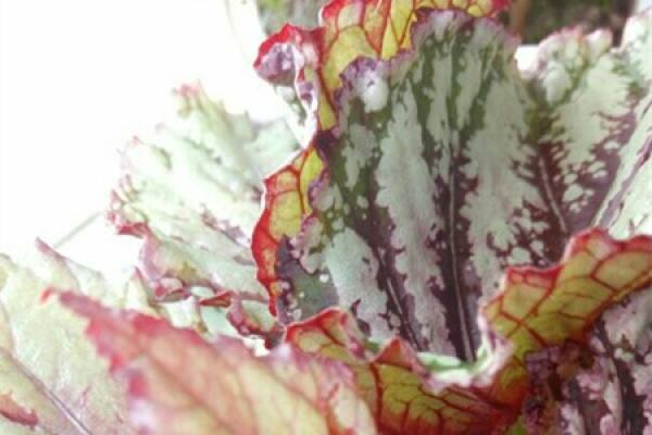 Begonia lanceolata